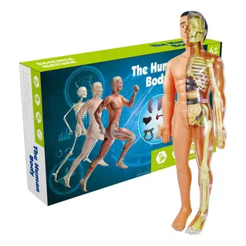Анатомическая модел за деца, Анатомическая модел на човешкия торс, подвижен модел на човешкото тяло, за студенти-медици, учещи природни науки
